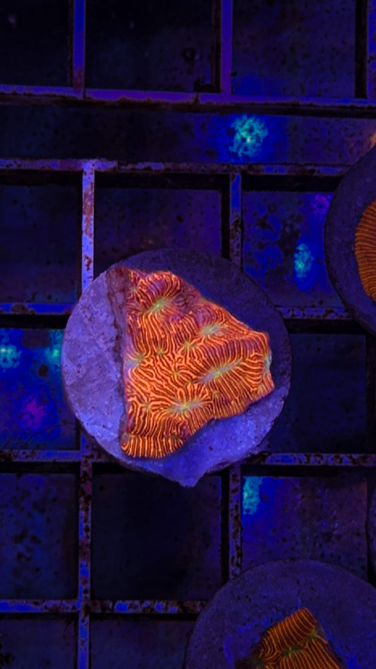 Jack O Lantern Leptoseris (WYSIWYG)