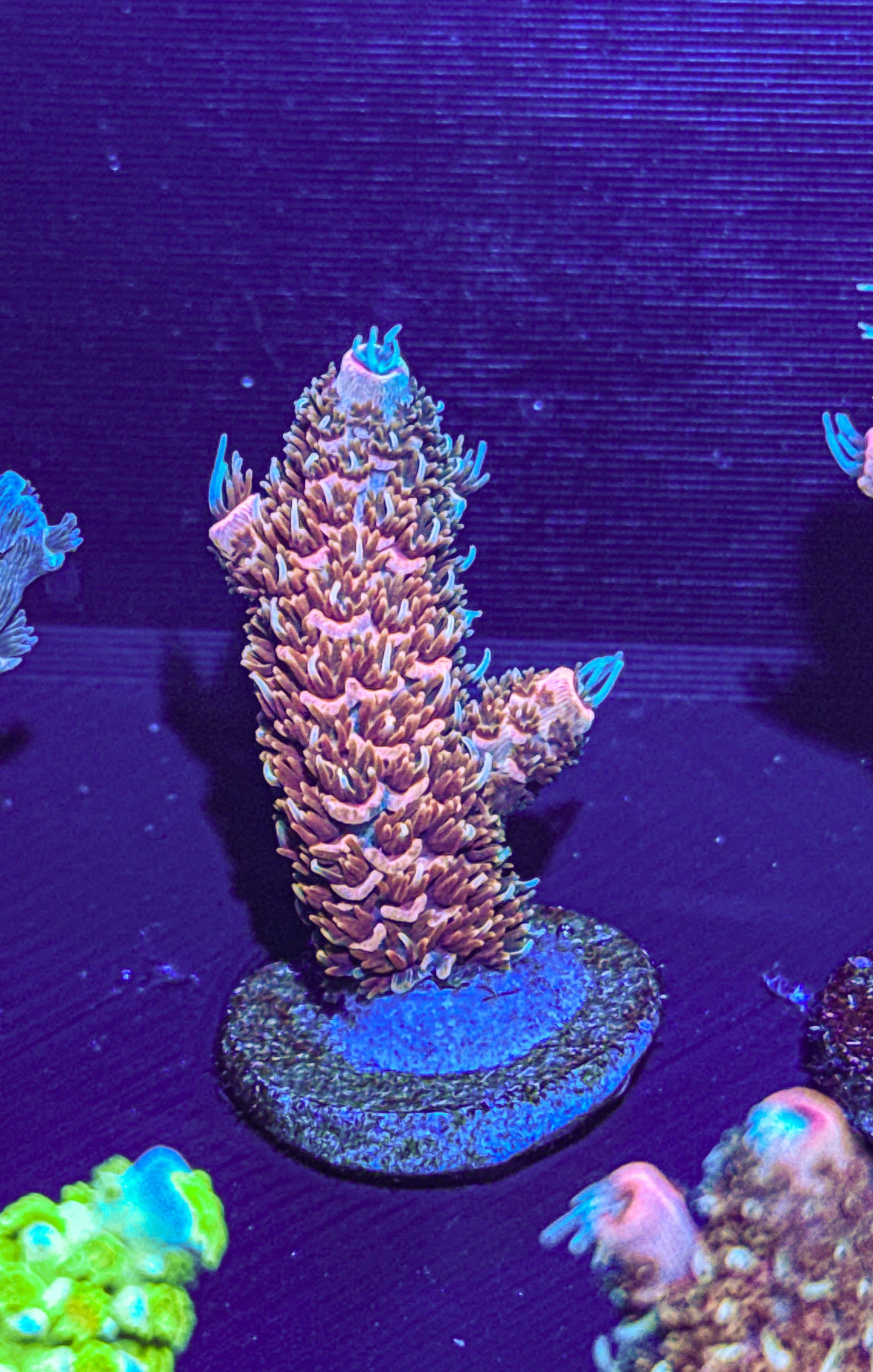 Texas Pink Stag Acro (WYSIWYG)