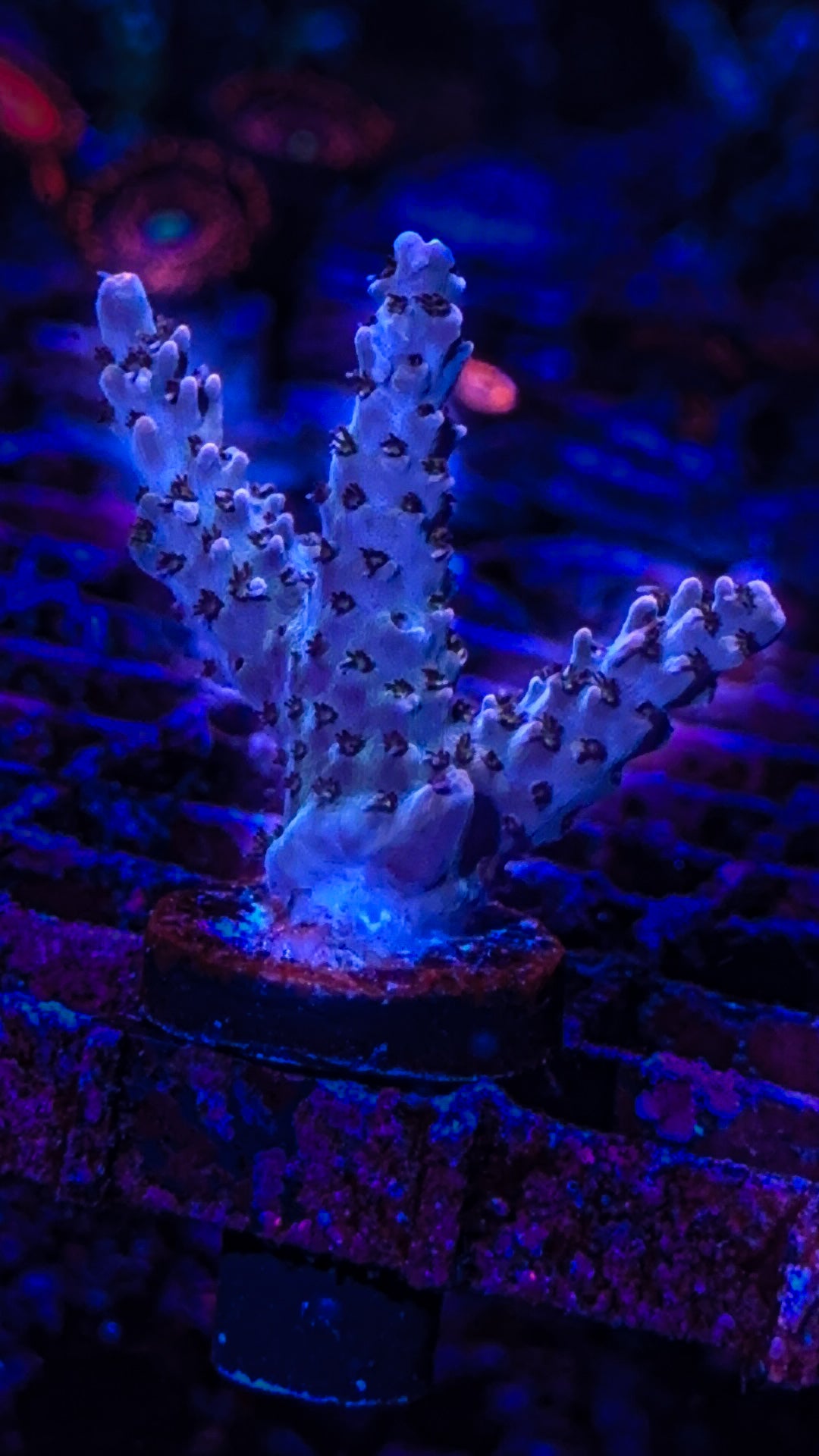 Rainbow Acro (WYSIWYG)