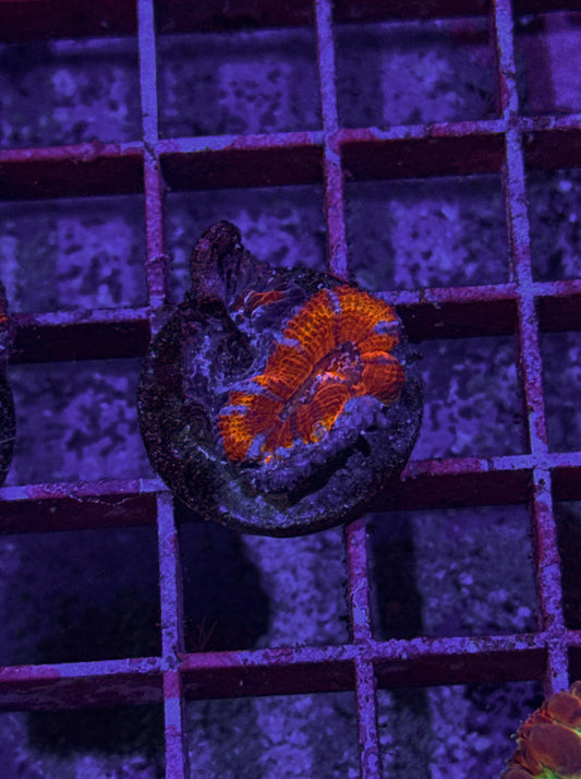 Rainbow Acan (WYSIWYG)