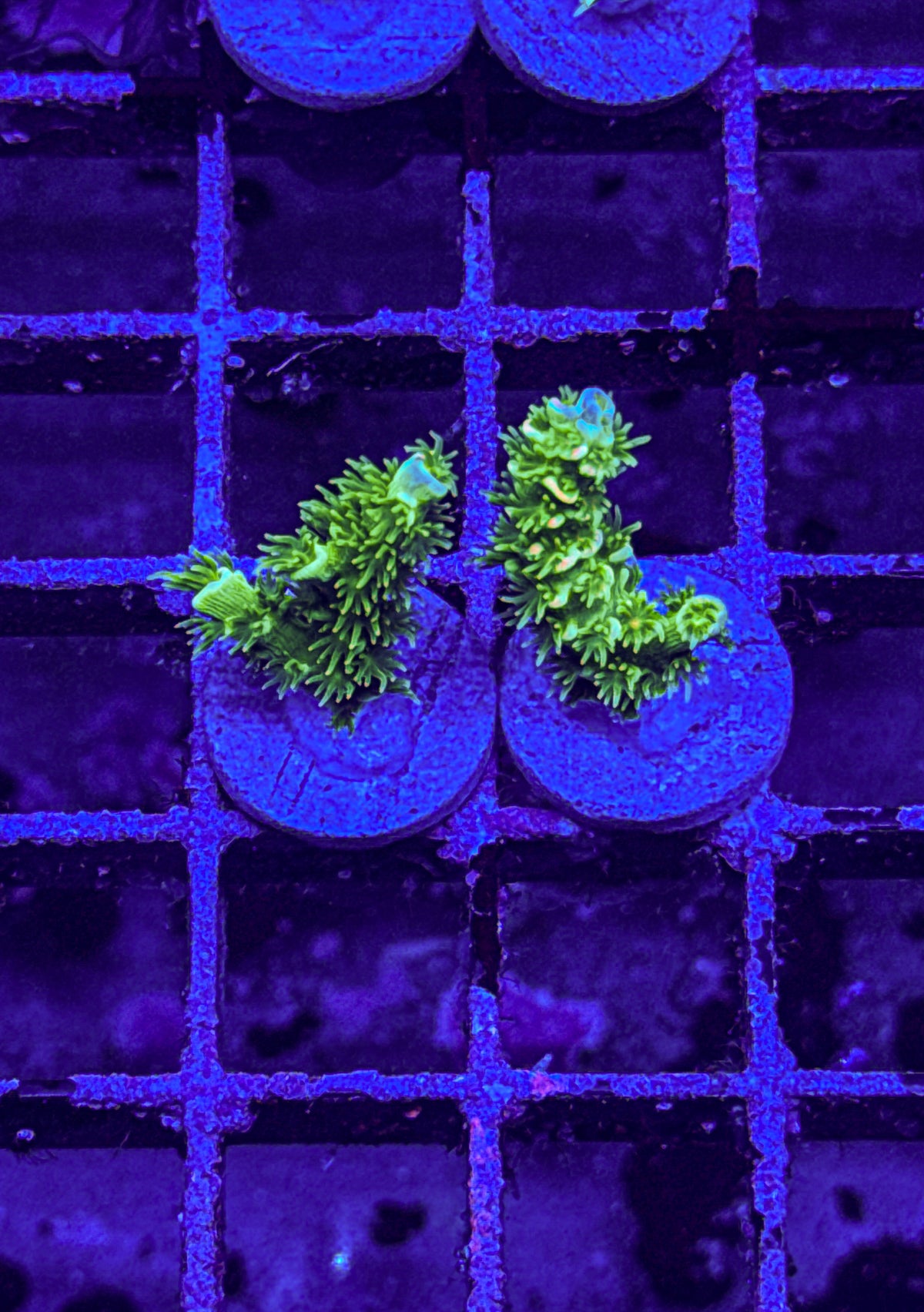 JF Homewrecker Acro “multi branch” (WYSIWYG)