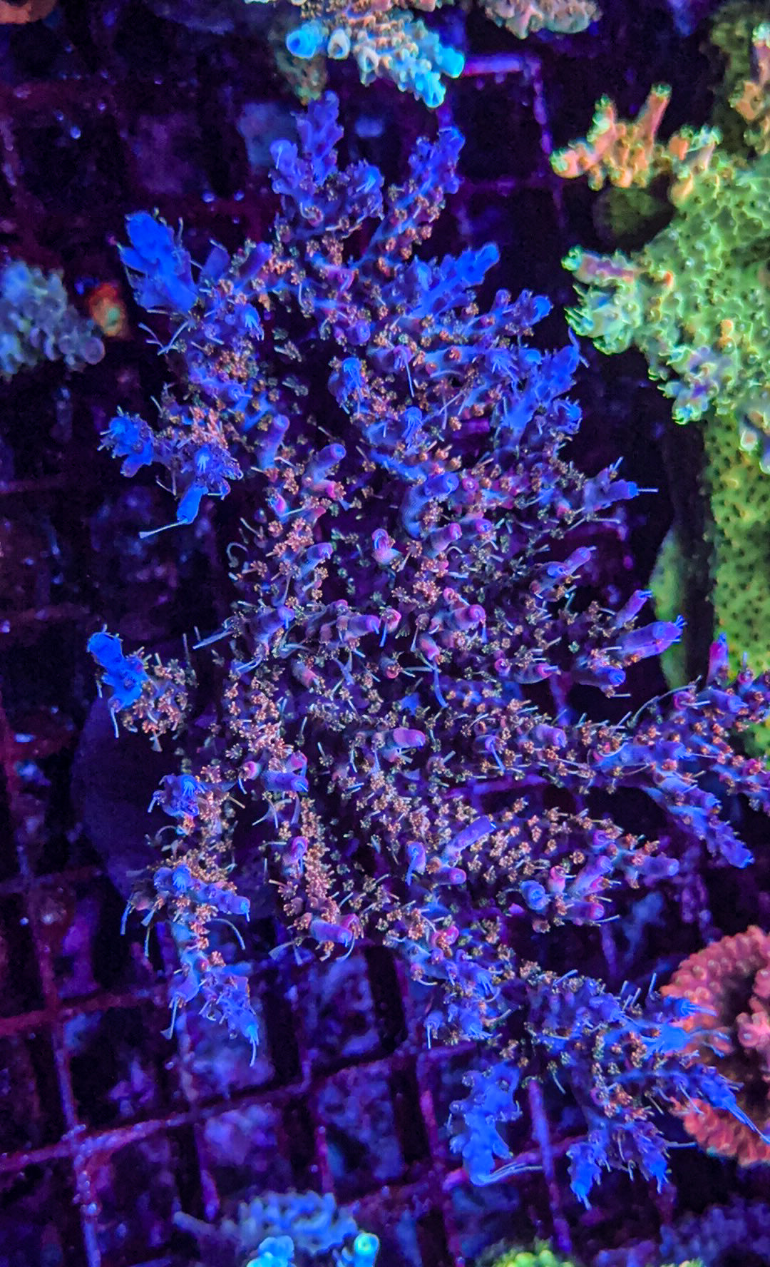 CC Voodoo Magic Acro (WYSIWYG)