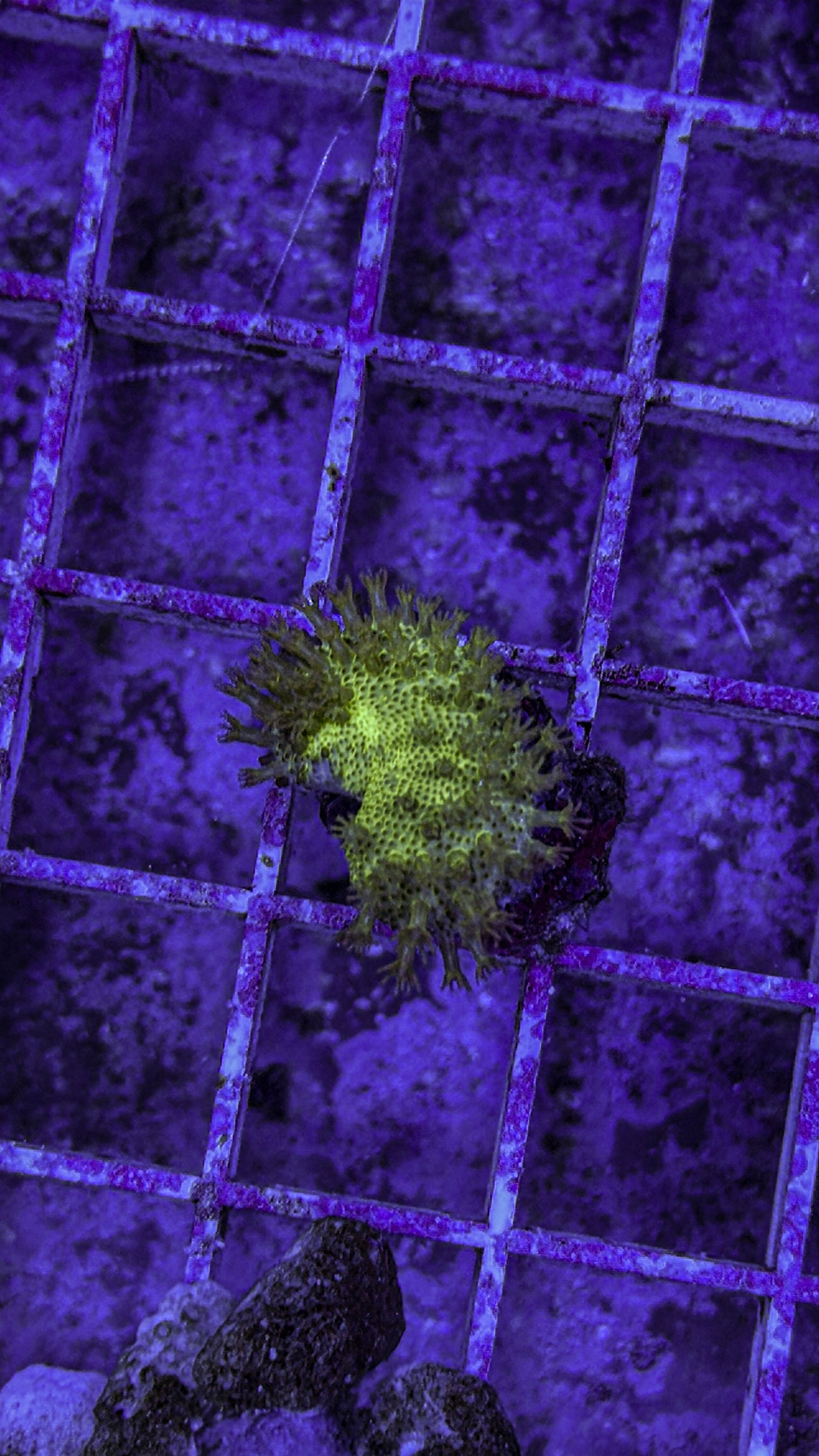 Fiji Yellow Leather (WYSIWYG)