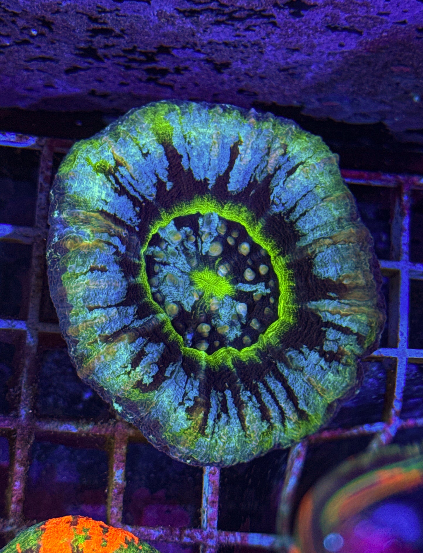 Ultra UFO Scoly (WYSIWYG)