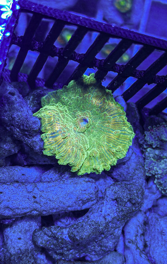 Unique Discosoma Mushroom (WYSIWYG)