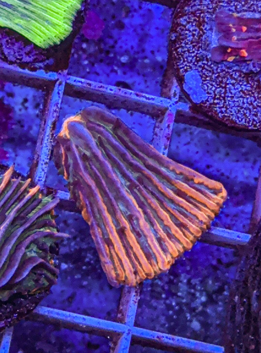 Fungia Frag (WYSIWYG)