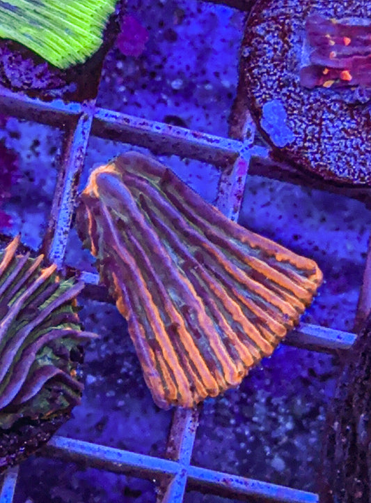 Fungia Frag (WYSIWYG)