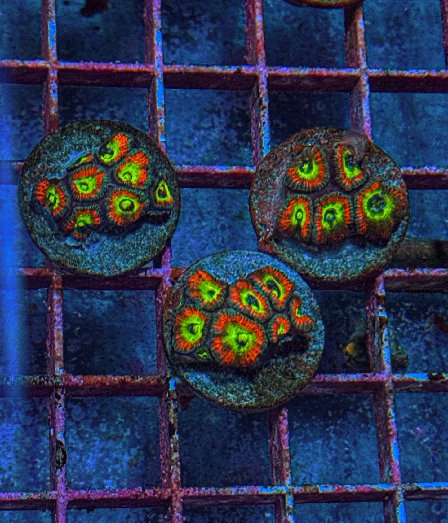 Holy Grail Micro Acan “large” (WYSIWYG)