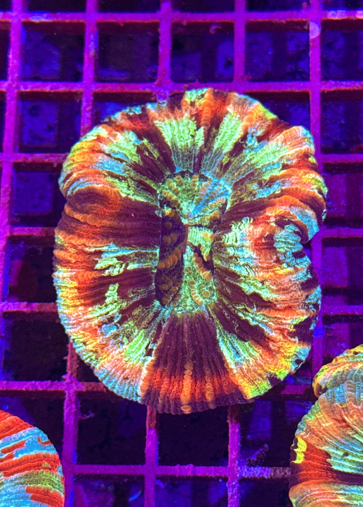 Rainbow Trachy (WYSIWYG)