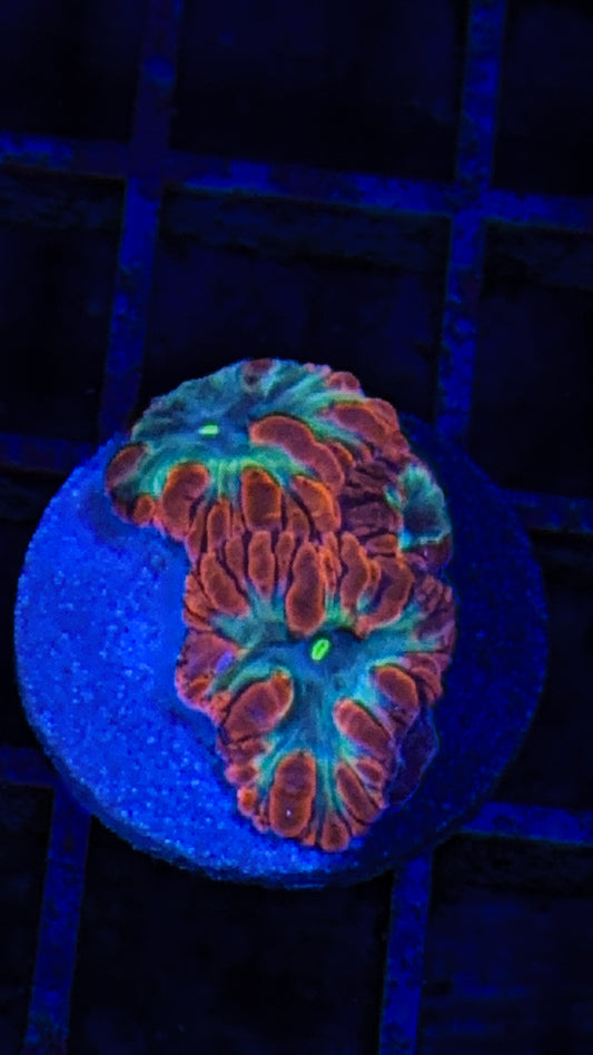 Aquaman Blasto (WYSIWYG)