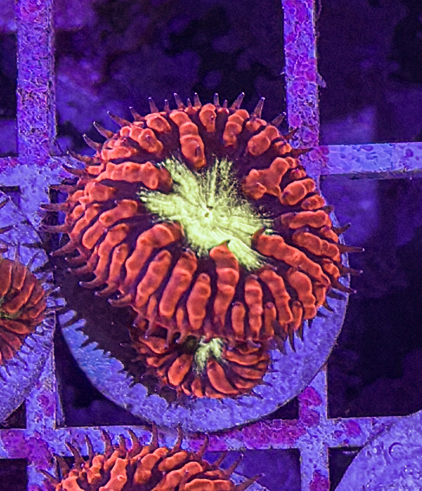 Aussie Blasto (WYSIWYG)