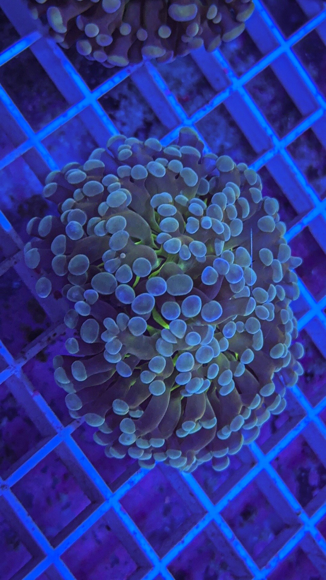 Green Base Hammer (WYSIWYG)