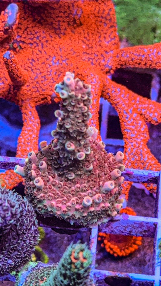 Bill Murray Acropora (WYSIWYG)