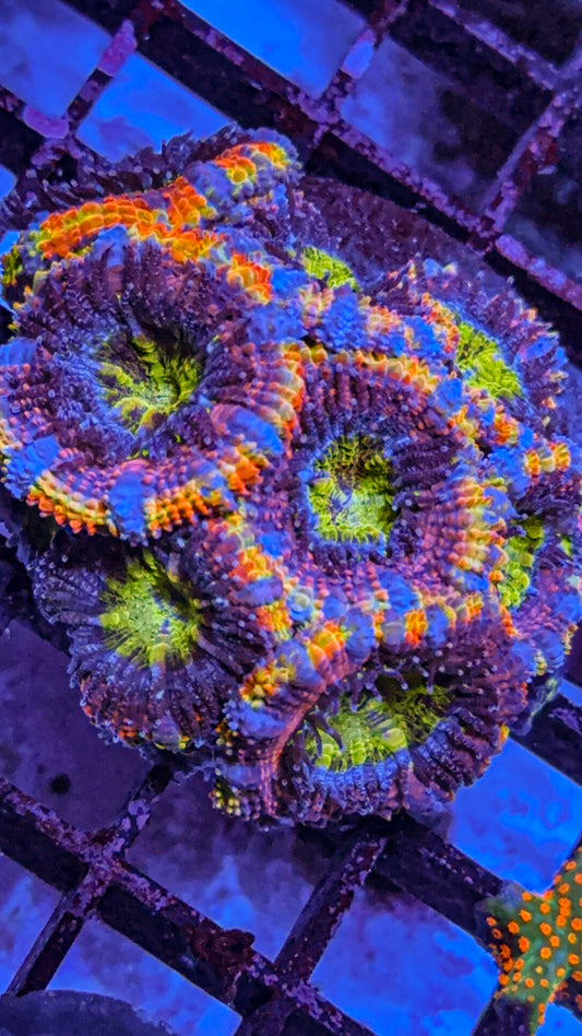 Crazy Rainbow Acan #7 (WYSIWYG)