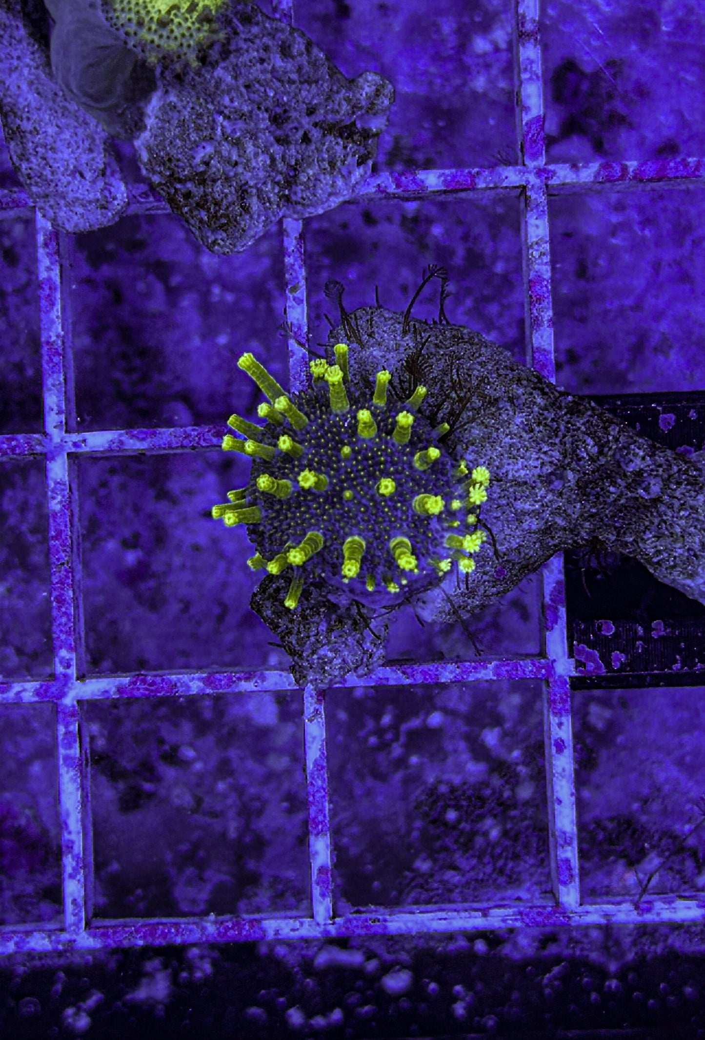 Japanese Toadstool (WYSIWYG)