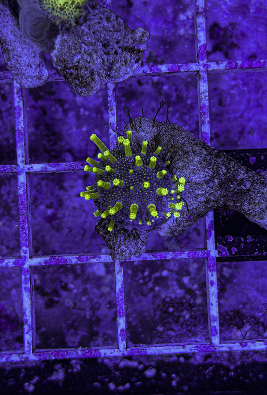 Japanese Toadstool (WYSIWYG)