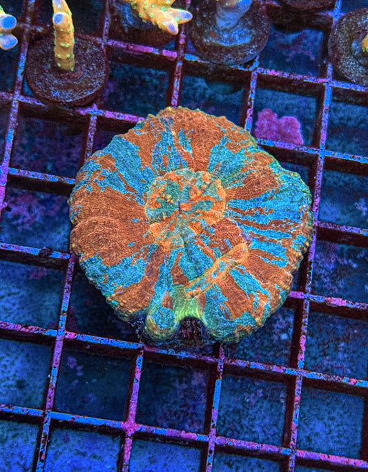 Australomussa Coral “Rare!”(WYSIWYG)