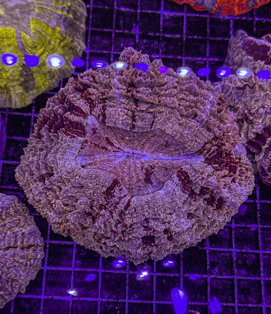 Ultra Acanthophyllia (WYSIWYG)