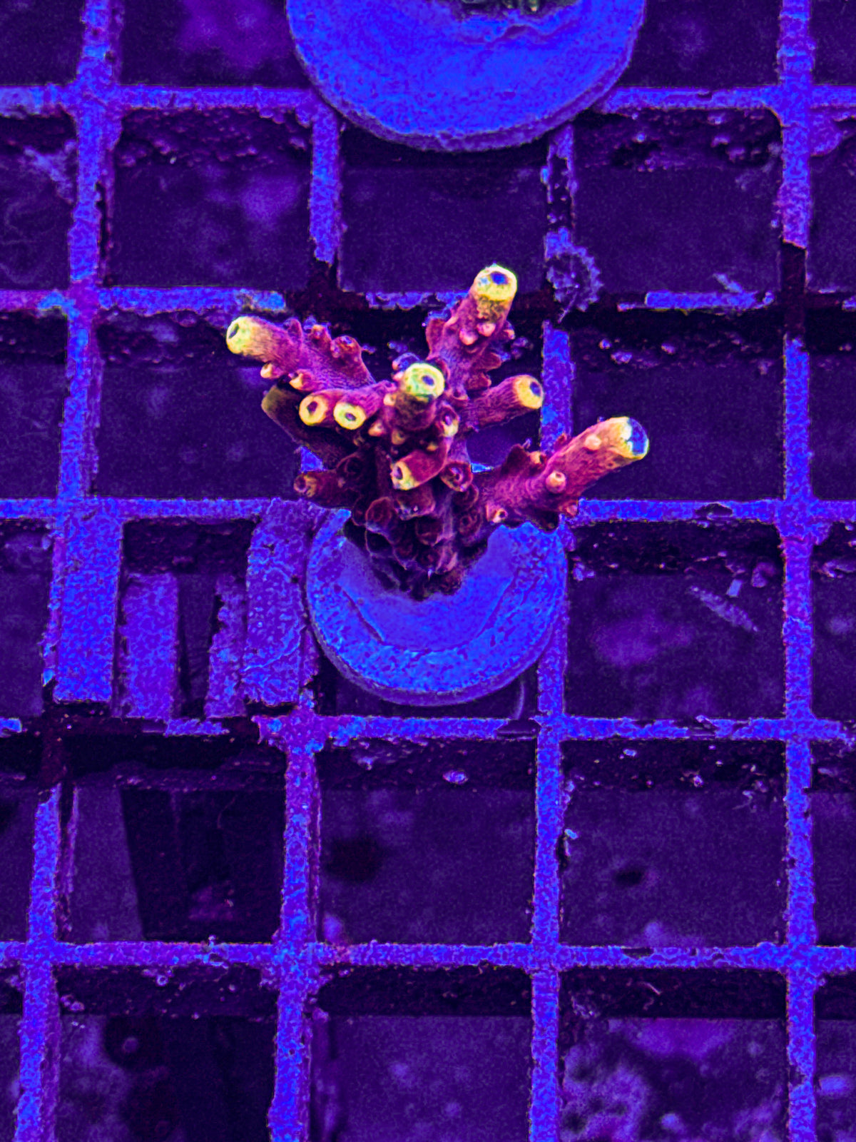 JF Fox Flame Acro “Big” (WYSIWYG)
