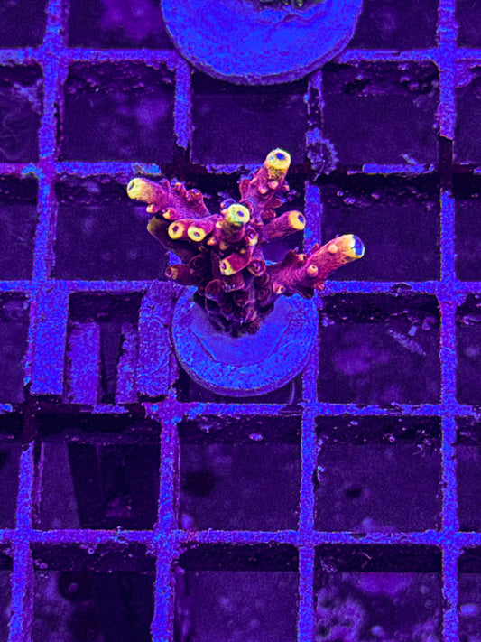 JF Fox Flame Acro “Big” (WYSIWYG)