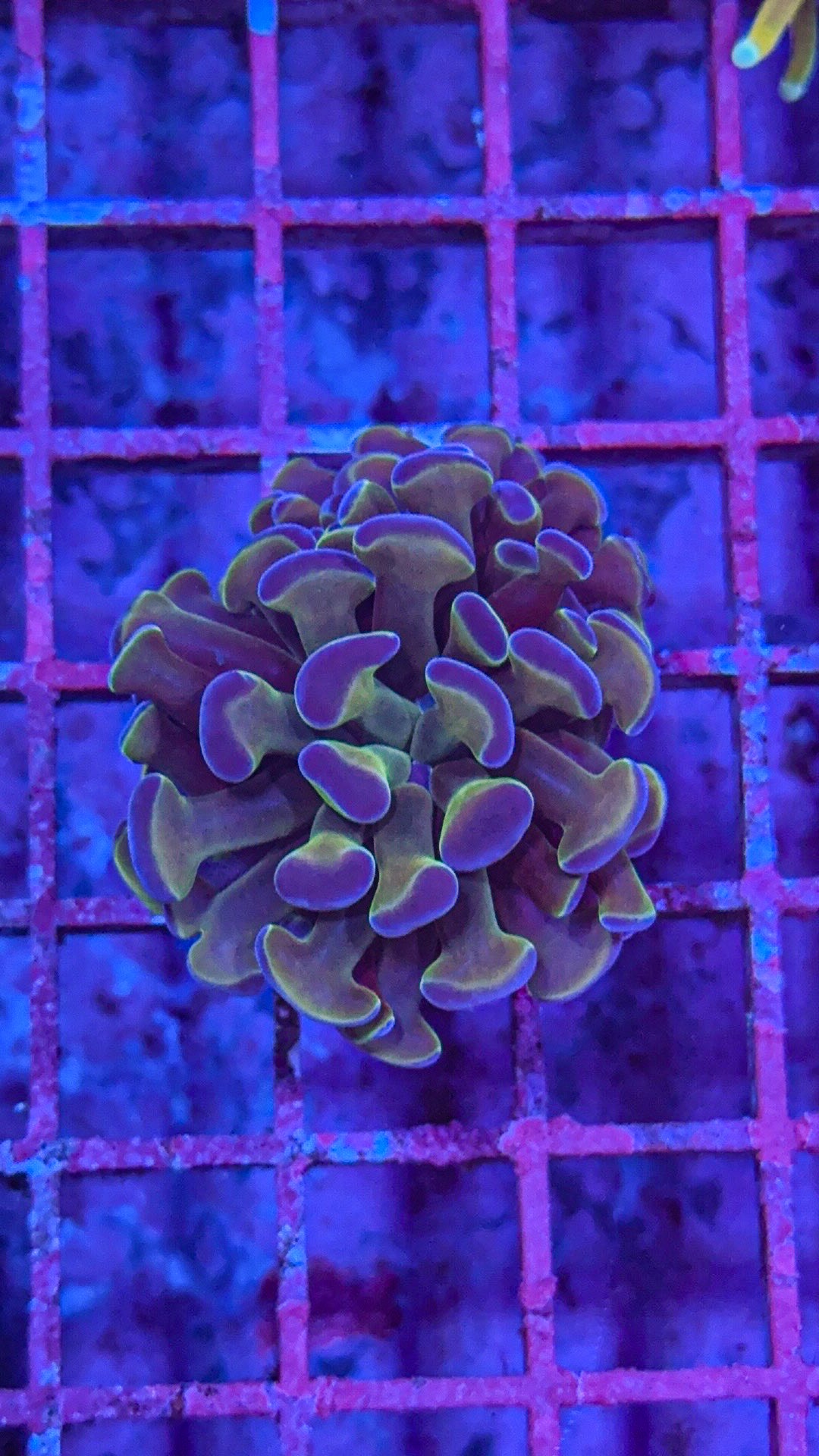 Hologram Hammer (WYSIWYG)