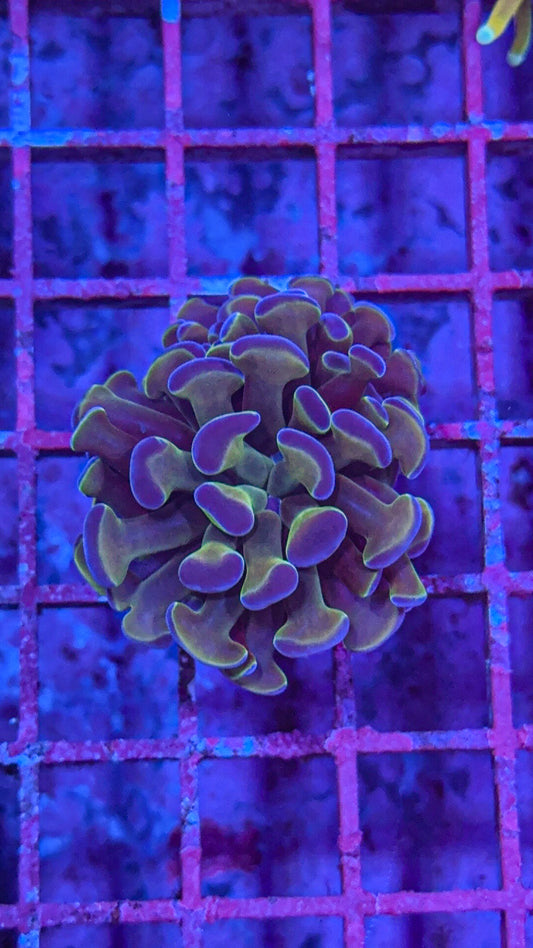 Hologram Hammer (WYSIWYG)