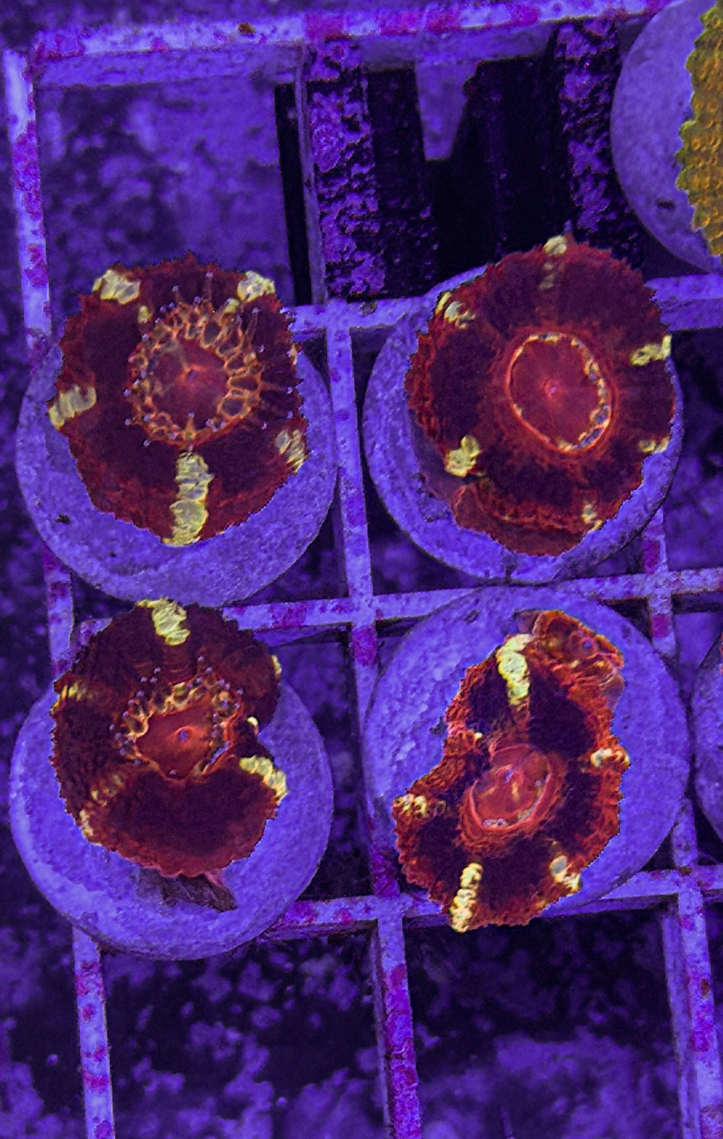 Asian Acan (WYSIWYG)