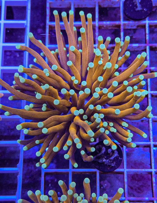 Sun God Torch #22 (WYSIWYG)