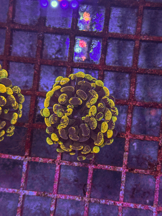 True Yellow Splatter Hammer (WYSIWYG)