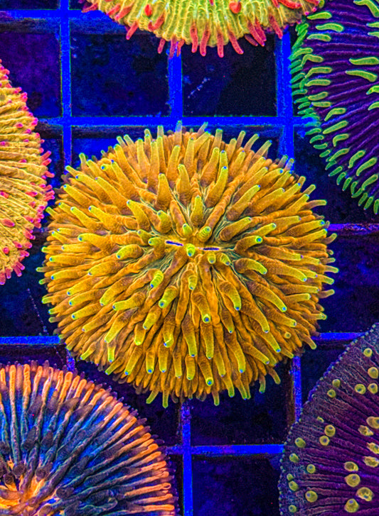 Blazing Sun Fungia (WYSIWYG)
