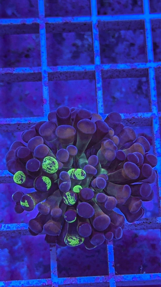 Splatter Hammer #2 (WYSIWYG)