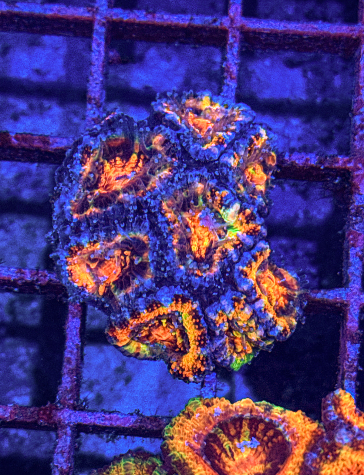 Ultra Rainbow Acan Colony (WYSIWYG)