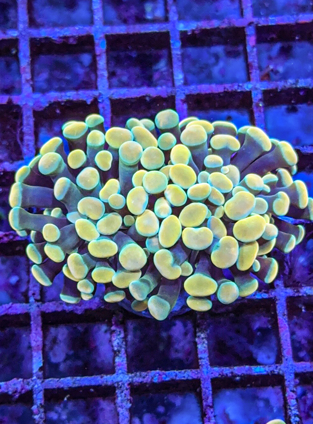 Gold Hammer Double (WYSIWYG)