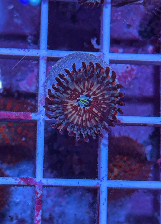 CB White Zombie Zoa #4 (WYSIWYG)