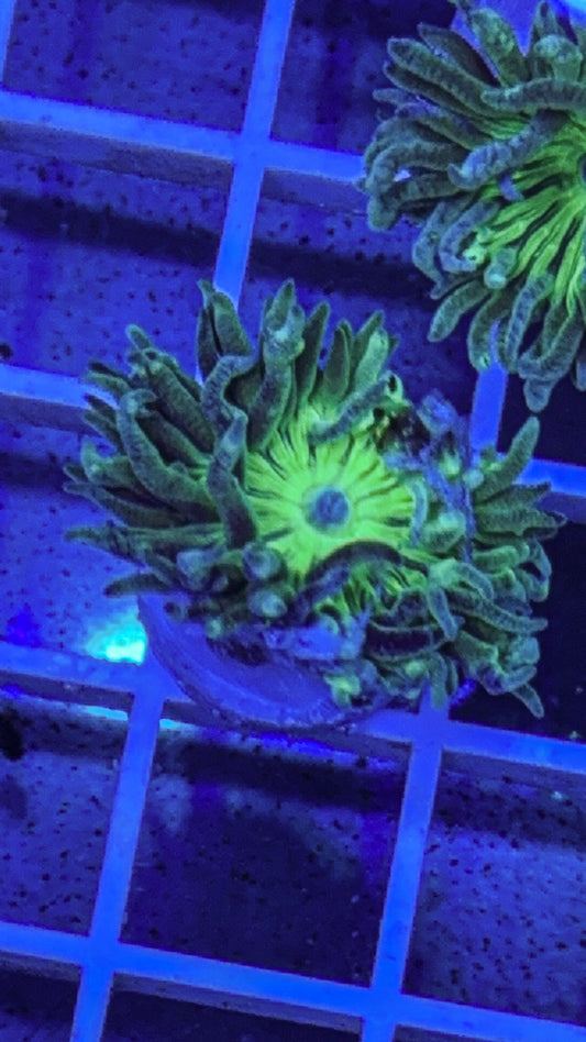 Duncan Coral (WYSIWYG)