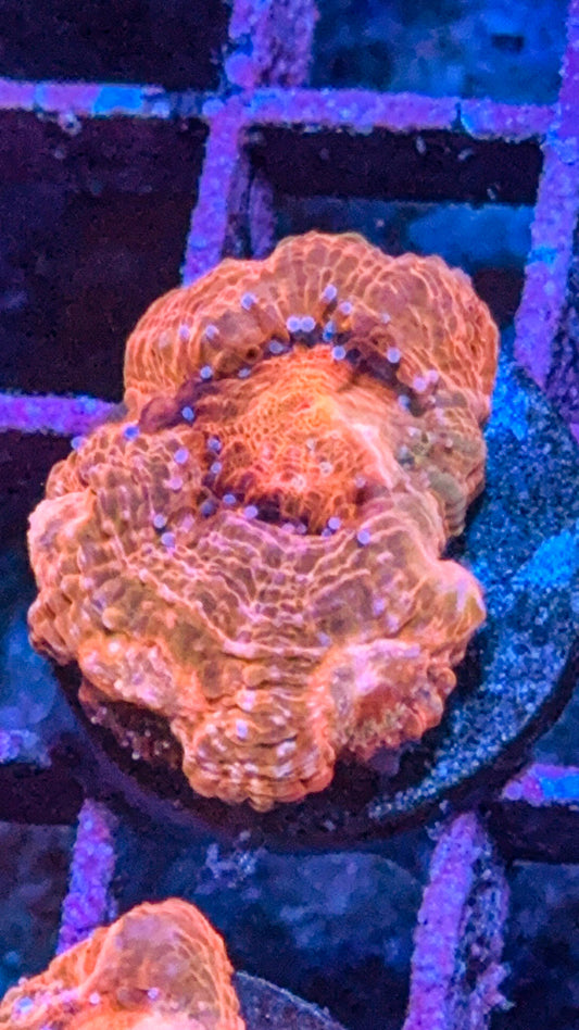 Orange Bowerbanki (WYSIWYG)