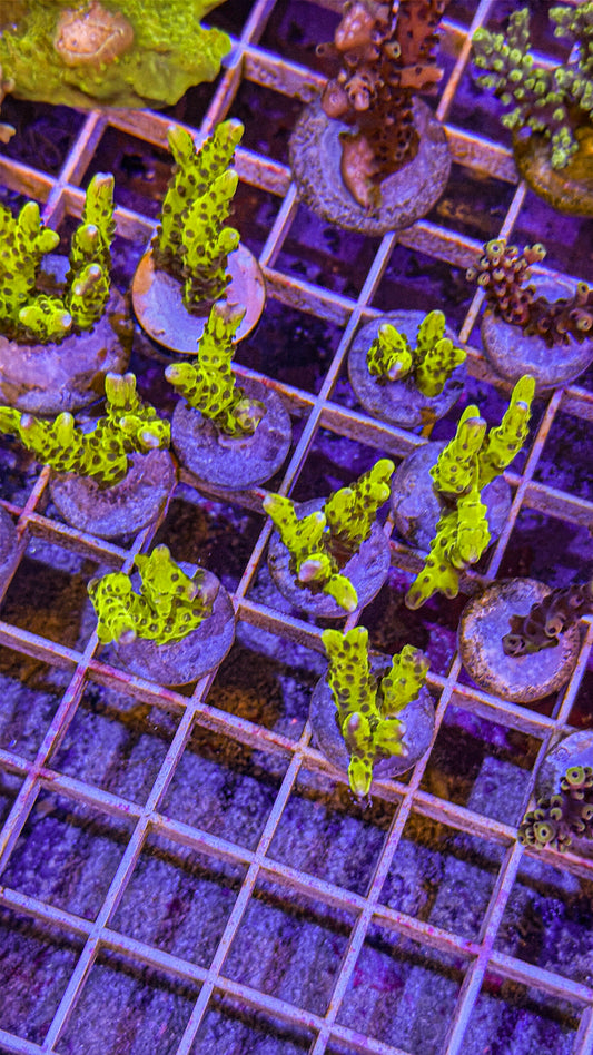 CB The Thing Anacropora (WYSIWYG)
