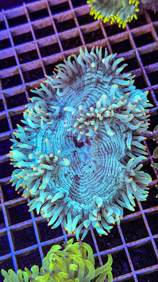 Orange Tip Elegance (WYSIWYG)