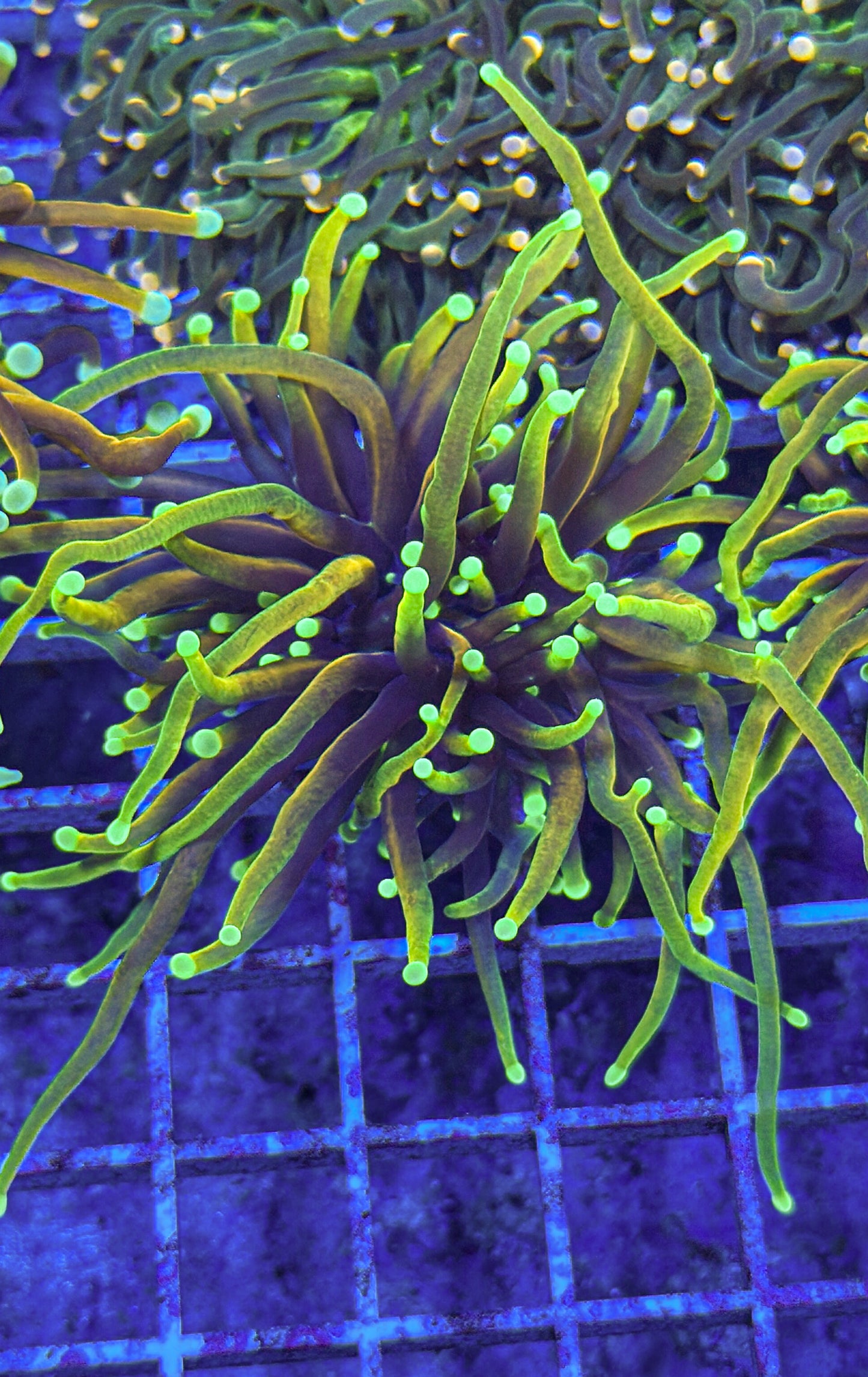 Dragon Soul Torch (WYSIWYG)