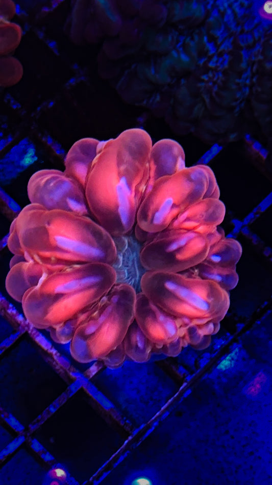 Pink Gold Mouth Cynarina (WYSIWYG)