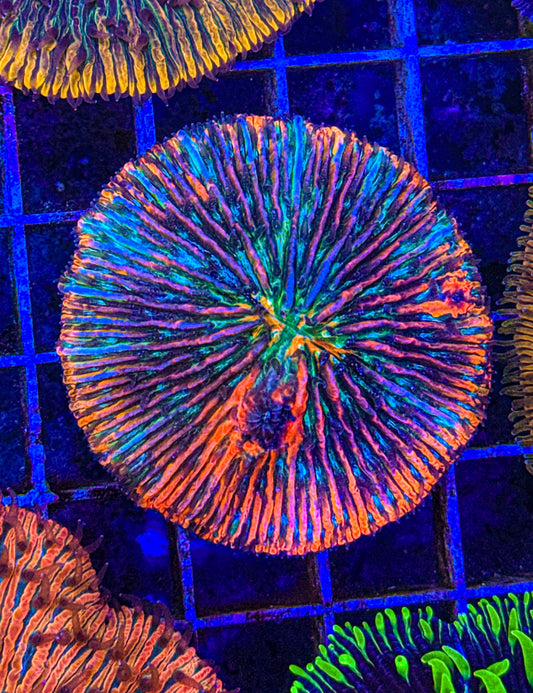 Rainbow Splatter Fungia (WYSIWYG)