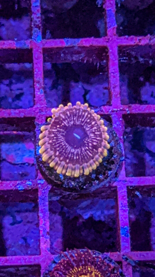 Pink Nebula Zoa (WYSIWYG)