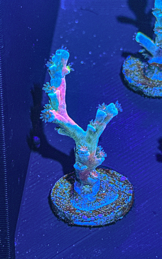 Vivids Insanity Acro (WYSIWYG)