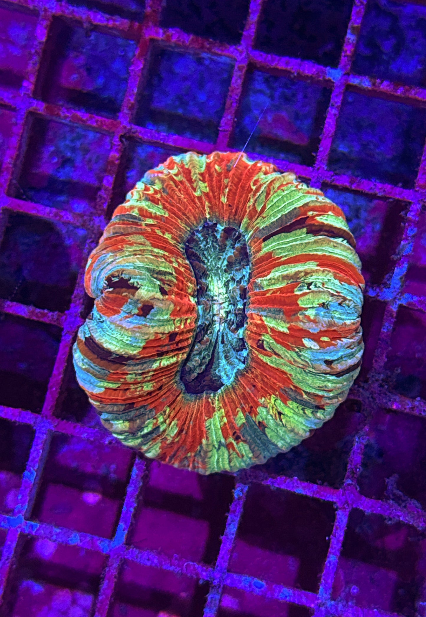 Paint Splatter Rainbow Trachy (WYSIWYG)