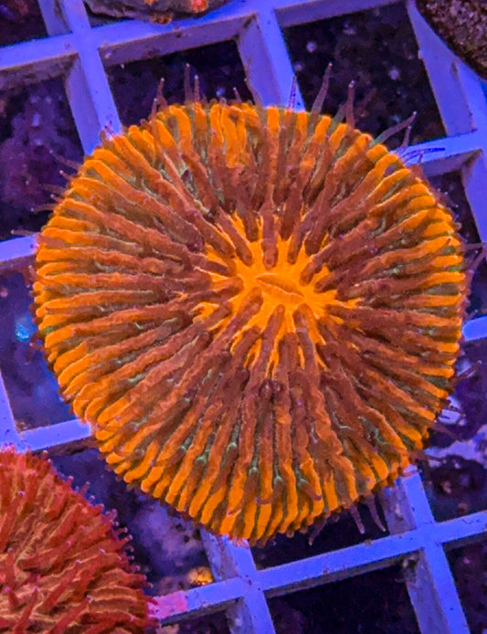 Black Sun Fungia (WYSIWYG)