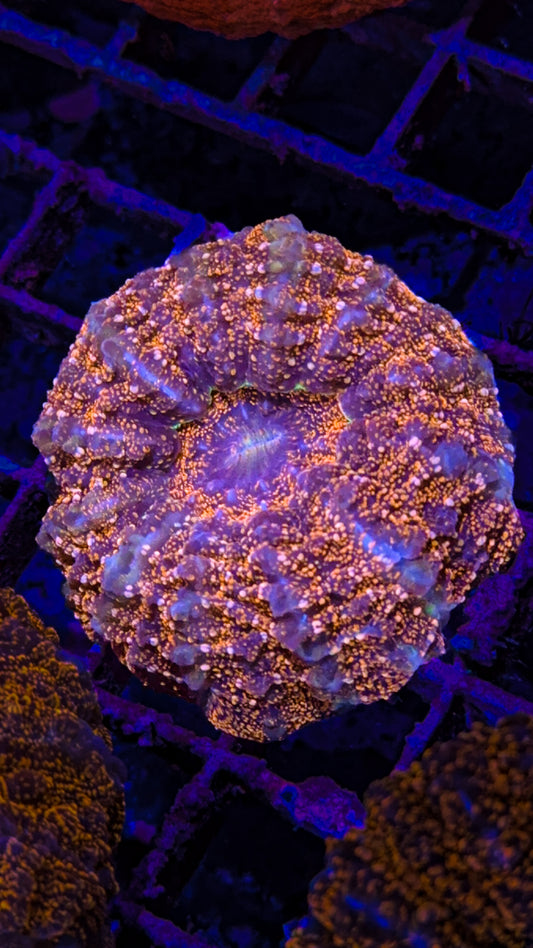 Orange Glitter Acanthophyllia (WYSIWYG)