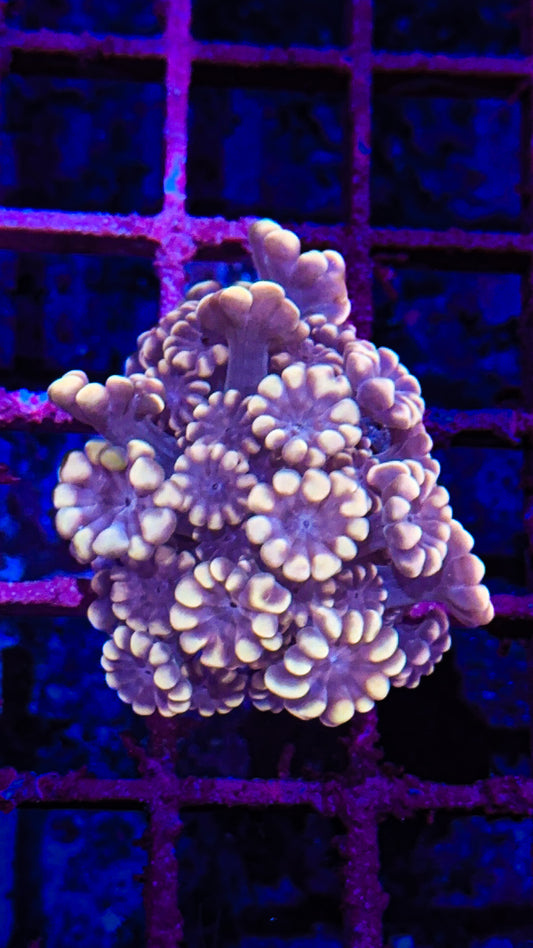 Gold Tip Alveopora