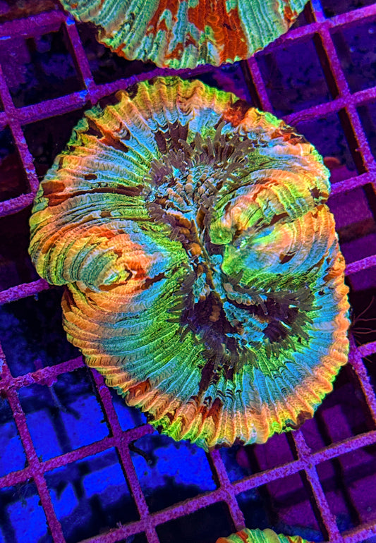 Rainbow Cotton Candy Trachy (WYSIWYG)