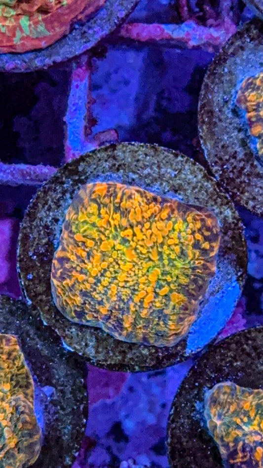 Cloudberry Chalice (WYSIWYG)