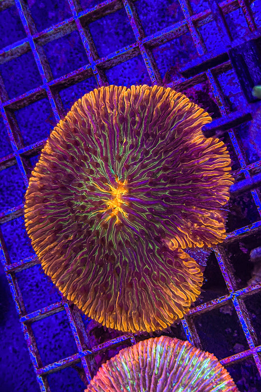 Rainbow Fungia (WYSIWYG)
